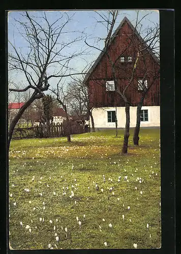 Künstler-AK Photochromie Nr. 2733: Wohnhaus mit Blumenwiese und Bäumen