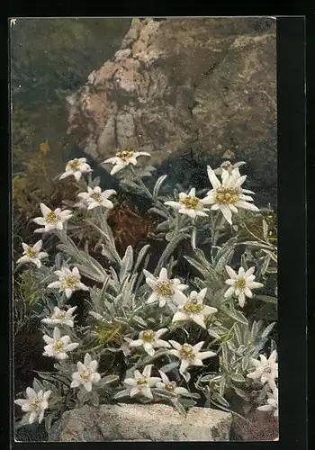 Künstler-AK Photochromie Serie 549 Nr. 1226: Leontopodium alpinum, Alpen-Edelweiss