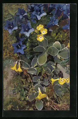 Künstler-AK Photochromie Nr. 1213: Primula auricula, Gentiana acaulis-G. Clusii, Echte Aurikel und stengelloser Enzian