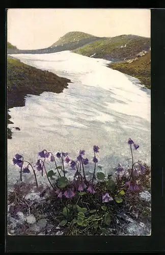 Künstler-AK Photochromie Nr. 1805: Soldanella alpina, Alpen-Soldanelle