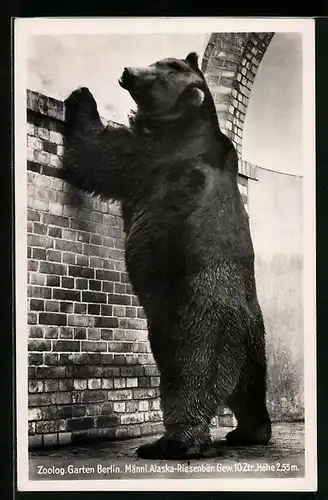AK Alaska-Riesenbär im Berliner Zoo