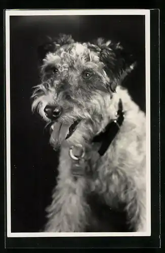 AK Portrait eines Foxterriers mit Halsband und Marke