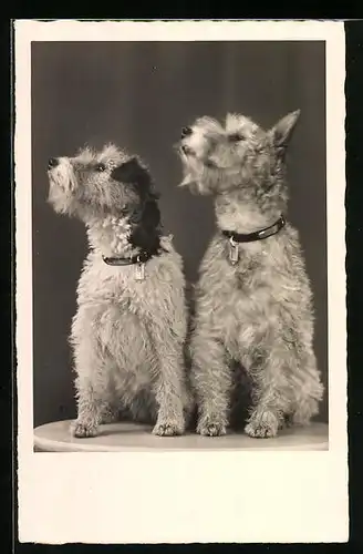 AK Zwei junge Terrier mit Halsband und Marke