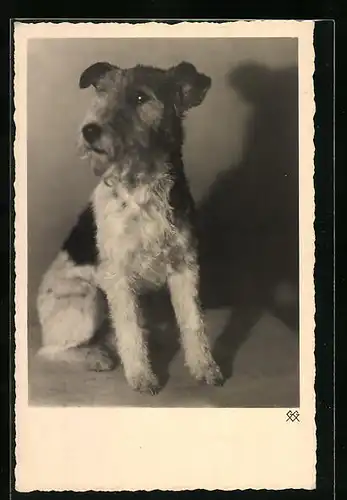 AK Portrait eines kleinen Foxterriers
