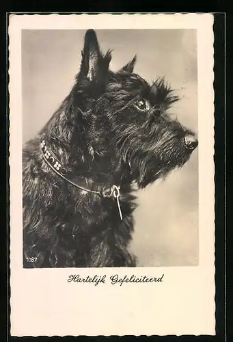 AK Junger schwarzer Terrier mit Halsband