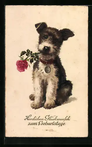 Künstler-AK Kleiner Hund mit Rose in der Schnauze - Geburtstagsgruss