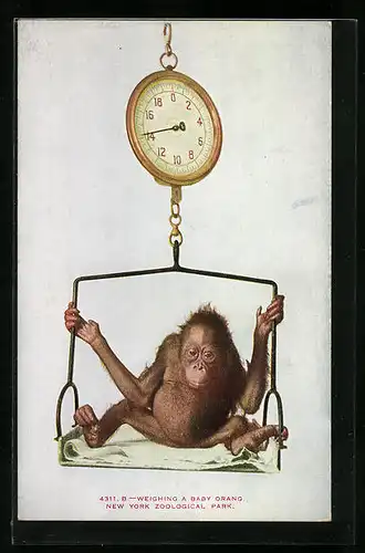 Künstler-AK Baby-Orang auf einer Waage im New Yorker Zoo