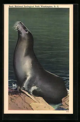 Künstler-AK Seehund im Zoo in Washingtorn
