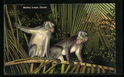 AK Zwei Affen im Monkey Jungle in Florida