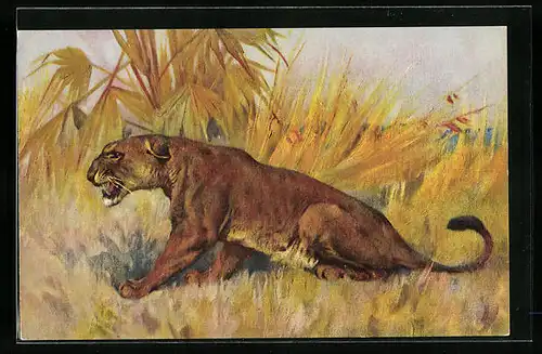 Künstler-AK Löwin auf der Jagd in freier Wildbahn