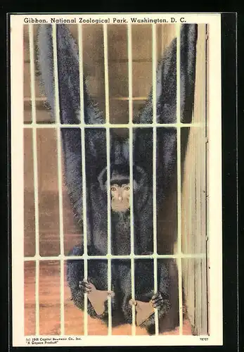 AK Gibbon, hinter seinem Gitter im Zoo hängend