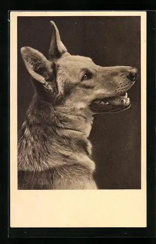 AK Seitenportrait eines Schäferhundes - Karte vom Wiener Tierschutzverein