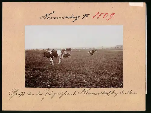 Fotografie Brück & Sohn Meissen, Ansicht Hennersdorf Bez. Dresden, Milchkühe weiden auf der Jungviehweide