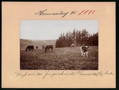 Fotografie Brück & Sohn Meissen, Ansicht Hennersdrof Bez. Dresden, Kühe und Pferde weiden auf der Jungviehweide