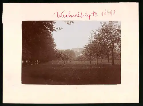 Fotografie Brück & Sohn Meissen, Ansicht Wechselburg a. Mulde, Blick durch die Bäume auf das Schloss