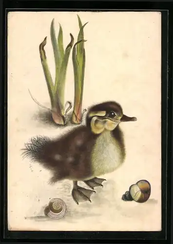 Künstler-AK Entenküken mit Schnecken