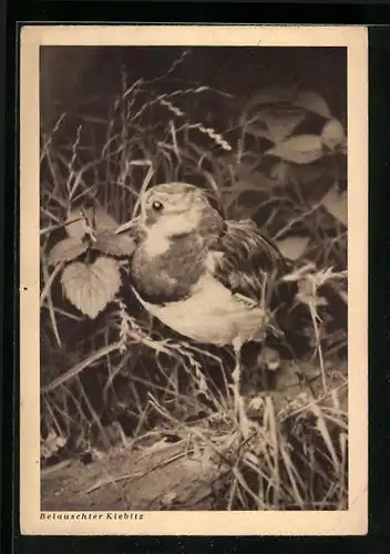AK Belauschter Kiebitz im Gras