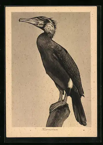 AK Seitenportrait eines Kormorans