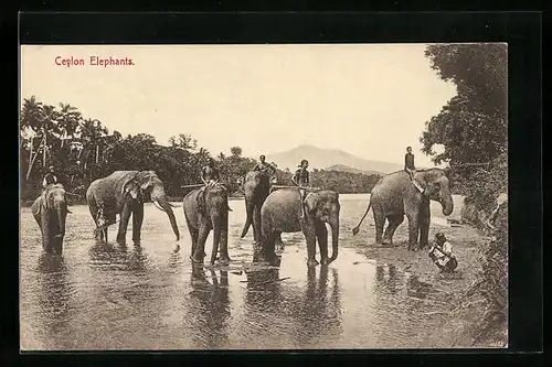AK Arbeitselefanten in Ceylon bei Flussüberquerung