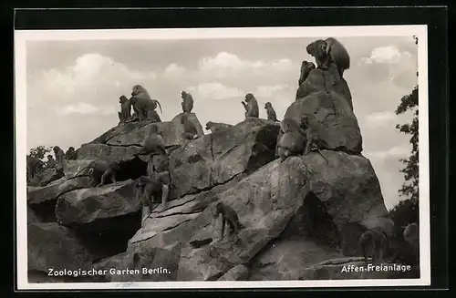 AK Berlin, Affen-Freianlage im Zoologischen Garten
