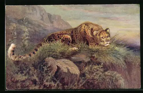 Künstler-AK Leopard auf der Lauer in freier Wildbahn