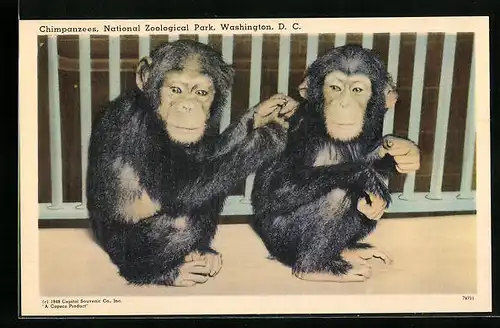 AK Washongton, Zwei junge Schimpansen im Zoo