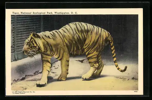 AK Washington, Tiger im Zoo