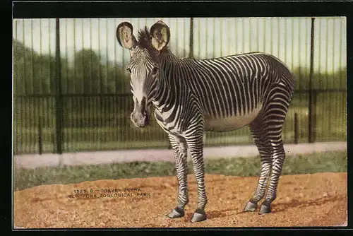 AK New York, Zebra in Freigehege im Zoo