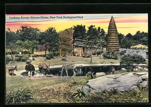 AK New York, Looking across African Plains, Zoological Park