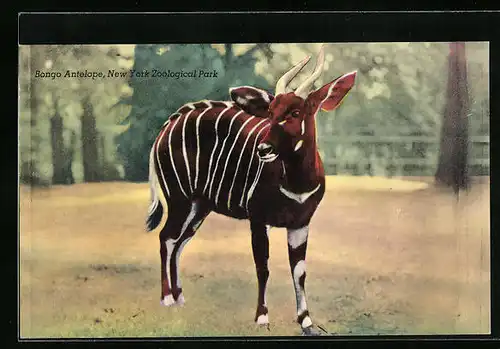 AK New York, Bongo Antilope in Freigehege im Zoo