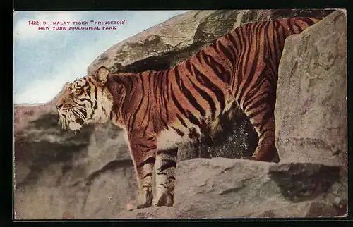 AK New York, Tiger Princeton in Freigehege im Zoo