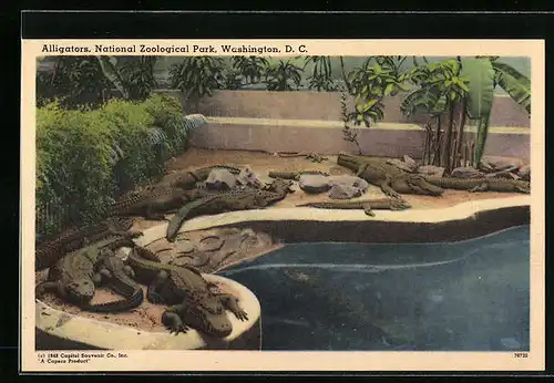 AK New York, Alligatorenanlage im Zoo
