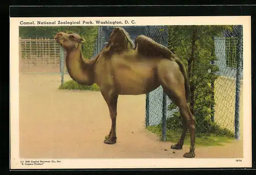 AK Washington, Kamel im Zoo