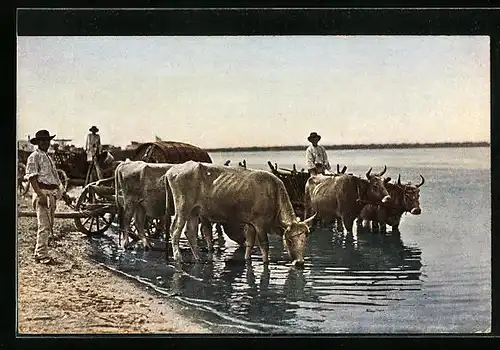 AK Büffelgeschirre an einem Fluss im Balkan