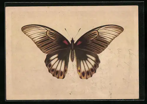 Künstler-AK Schmetterling Indischer Schwalbenschwanz