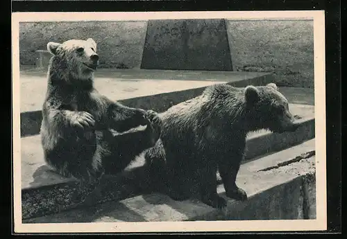 AK Zwei Bären auf einer Treppe im Freien