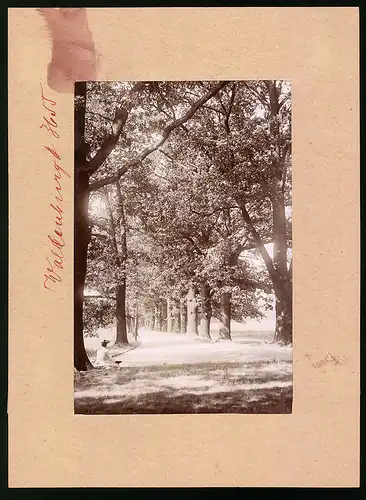 Fotografie Brück & Sohn Meissen, Ansicht Waldenburg i. Sa., Allee im Park Grünfeld, Frau hockt auf dem Boden