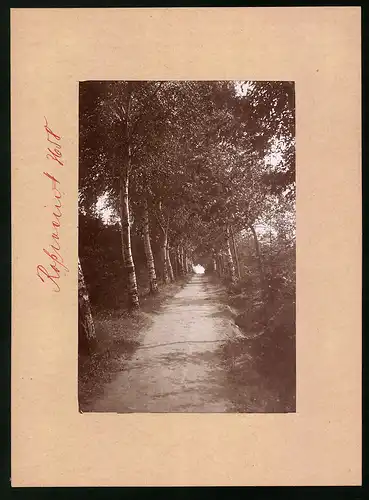 Fotografie Brück & Sohn Meissen, Ansicht Rosswein, Blick in eine Birkenalllee auf dem Hartenberg