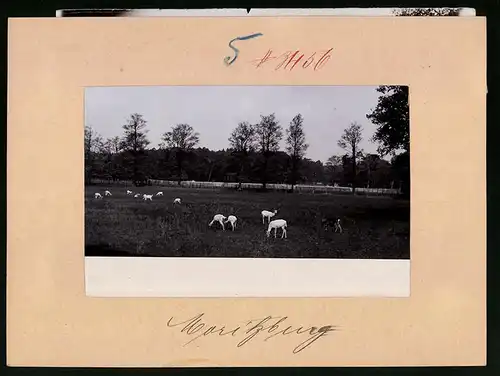 Fotografie Brück & Sohn Meissen, Ansicht Moritzburg, Weisse Hirsche im Hirschgarten des Jagdschloss