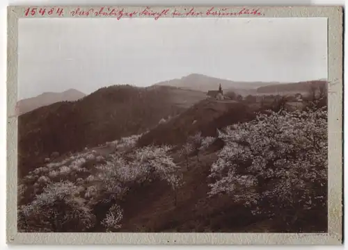 Fotografie Brück & Sohn Meissen, Ansicht Dubitz, Dubitzer Kirchl in der Baumblüte