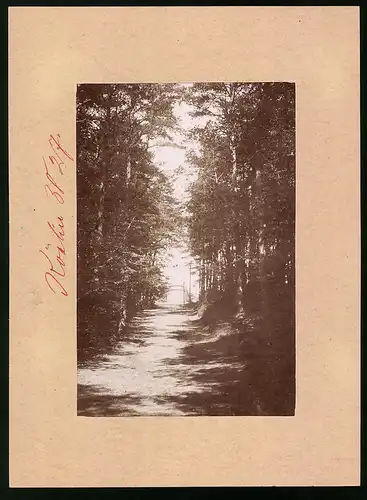 Fotografie Brück & Sohn Meissen, Ansicht Köslin, Aufstieg im Wald zum Gollen