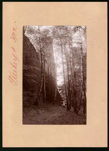 Fotografie Brück & Sohn Meissen, Ansicht Freiberg i. Sa., Partie im Birkenwald an der Stadtmauer
