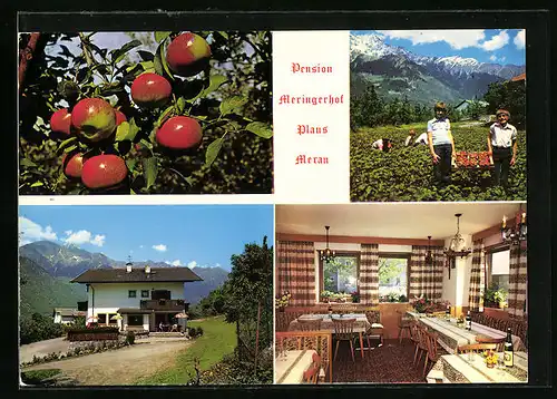 AK Plaus bei Meran, Pension Meringerhof, Innenansicht, Äpfel am Baum