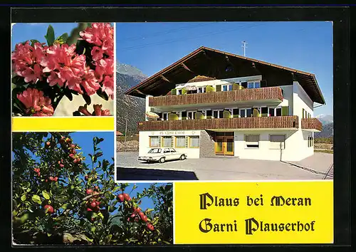 AK Plaus bei Meran /Vinschgau, Pension Garni Plauserhof, Äpfel am Baum, Rosafarbene Blüten