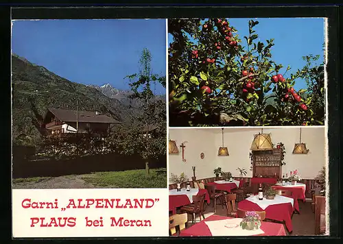 AK Plaus bei Meran, Pension Garni Alpenland, Innenansicht, Äpfel am Baum