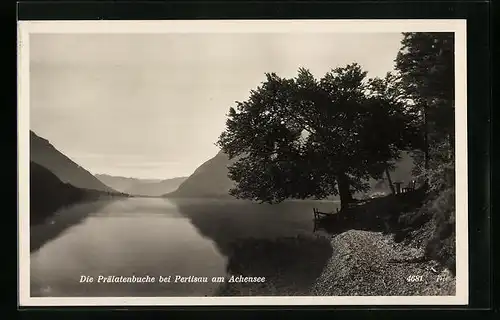 AK Pertisau am Achensee, an der Prälatenbuche am Ufer