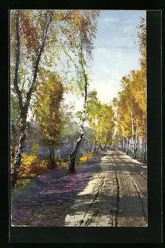 Künstler-AK Photochromie Nr. 1357: Alleestrasse im Herbst