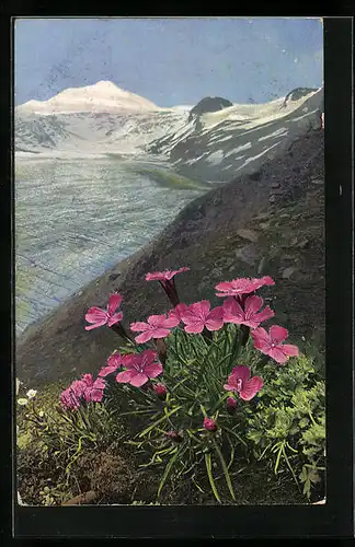 Künstler-AK Photochromie Nr. 945: Alpenflora, Dianthus glacialis