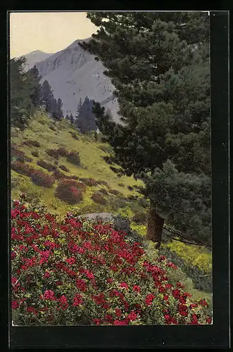 Künstler-AK Photochromie Nr. 784: Rhododendron ferrugineum, Pinus cembra