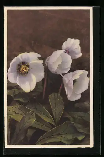 Künstler-AK Photochromie Nr. 1965: Helleborus niger, Christrose